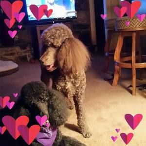 Meet your Posher, Susan